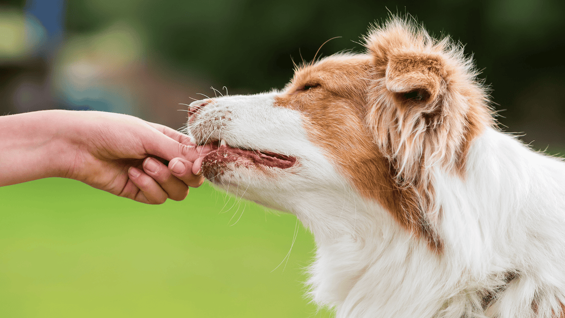 Cuál es la mejor alimentación para perros