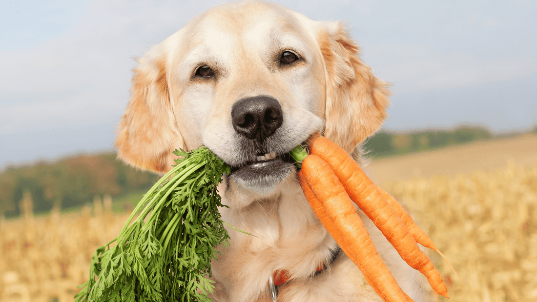 Galletas vegetarianas para perros