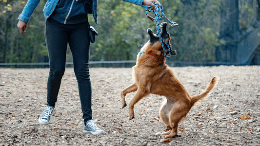 snacks funcionales para perros