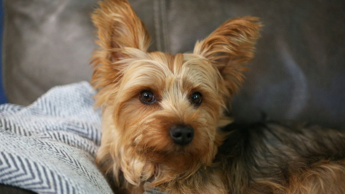 Premios hipoalergénicos para perros sensibles