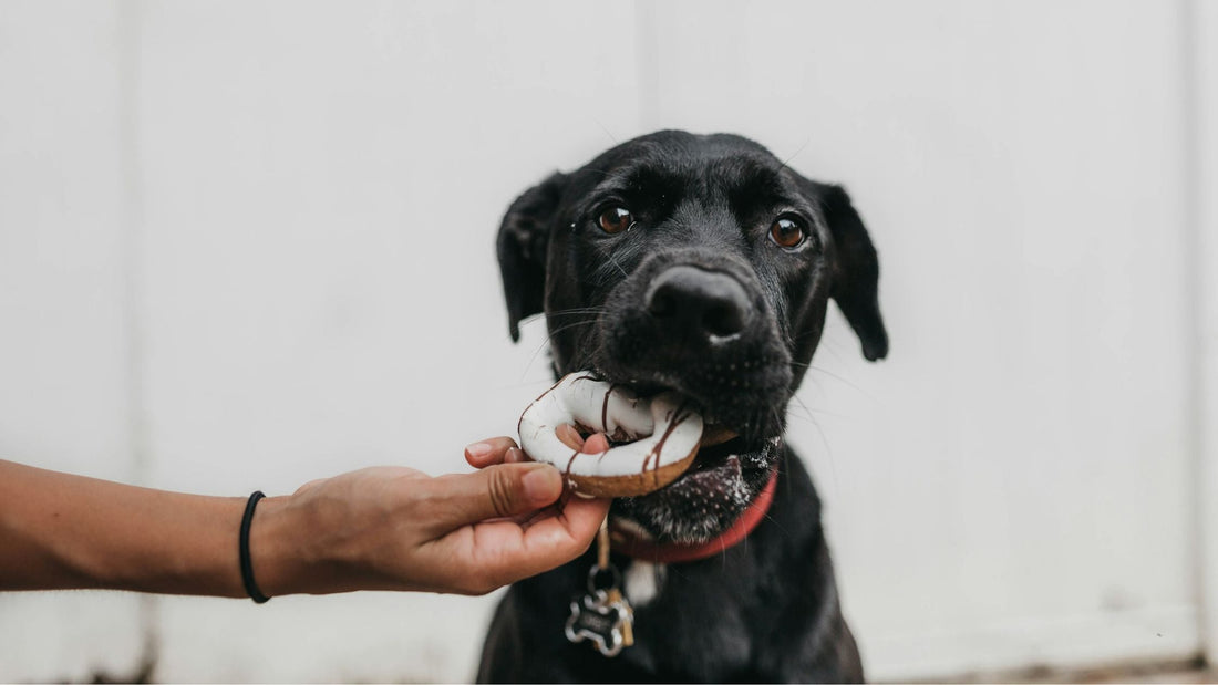 Galletas para perros según la edad y tamaño: Guía práctica
