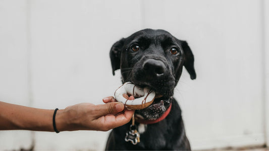Galletas para perros según la edad y tamaño: Guía práctica