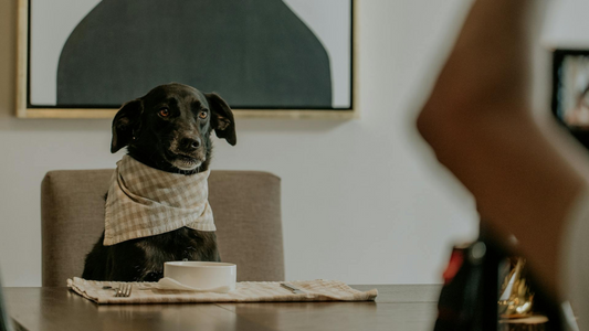 Galletas para perros con alergias alimentarias