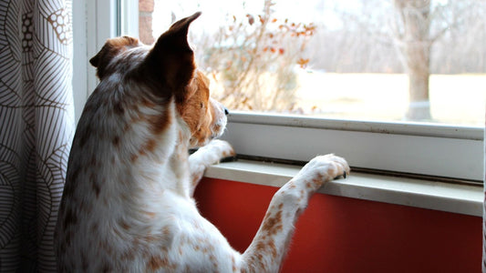 Mi perro tiene ansiedad