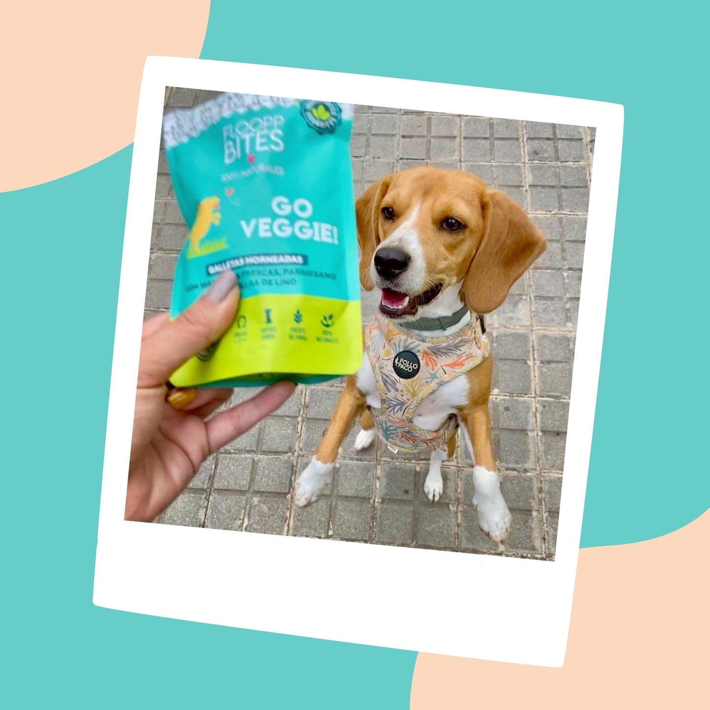 Go Veggie! Cookie