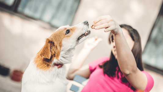 galletas para perros según su edad y tamaño