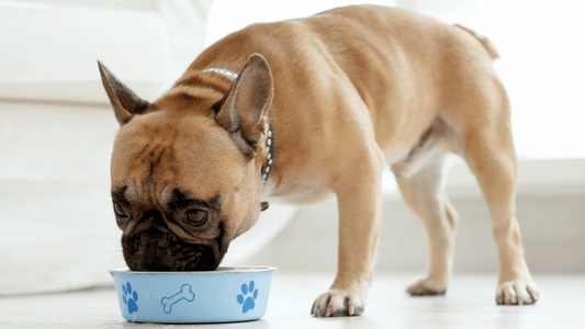 snacks naturales vs snacks comerciales para perros