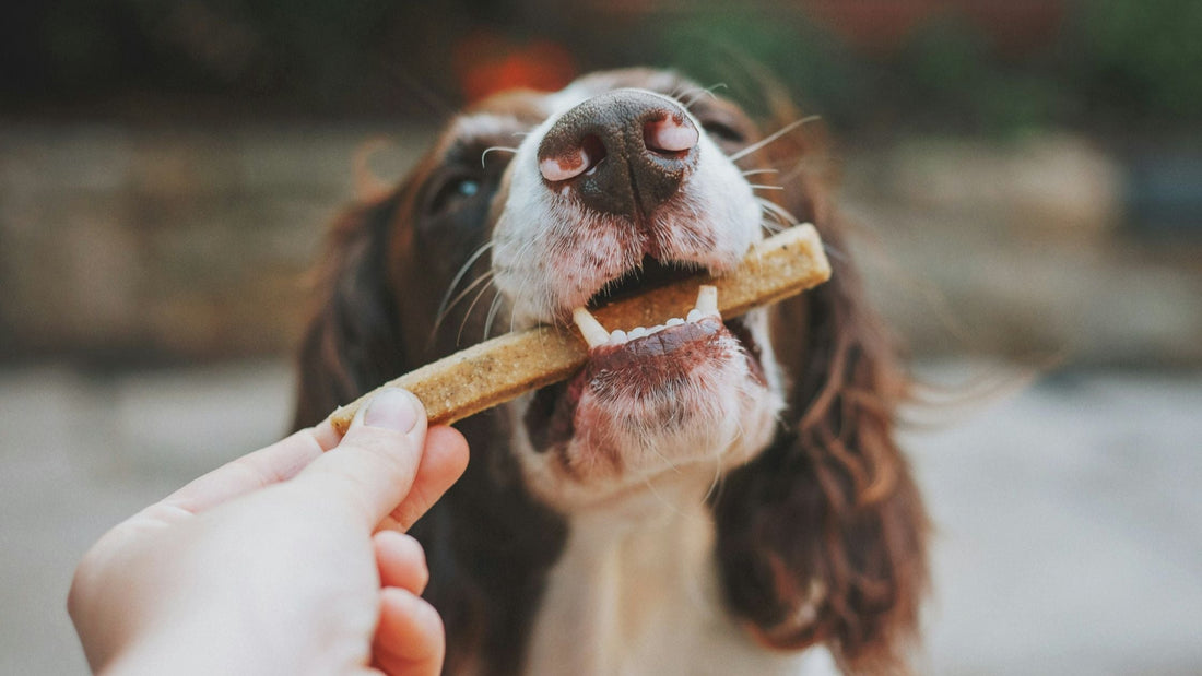 ¿Son realmente malos los snacks industriales para perros? Lo que nadie te cuenta