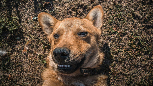 4 ingredientes que nunca deberían estar en las galletas de tu perro