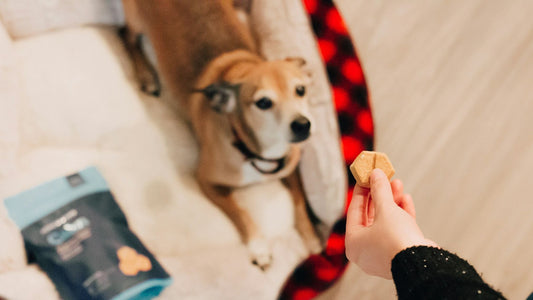 snacks para reforzar el vínculo con tu perro