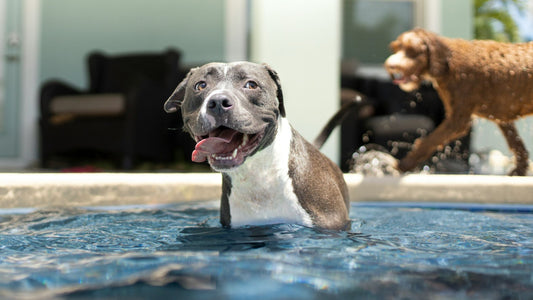 ¿Qué snacks son saludables para perros? Guía para elegir premios seguros y naturales
