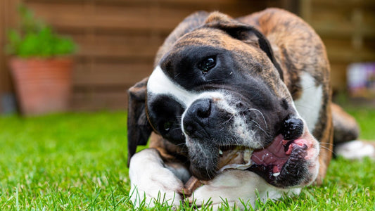 Dónde comprar galletas naturales para perros